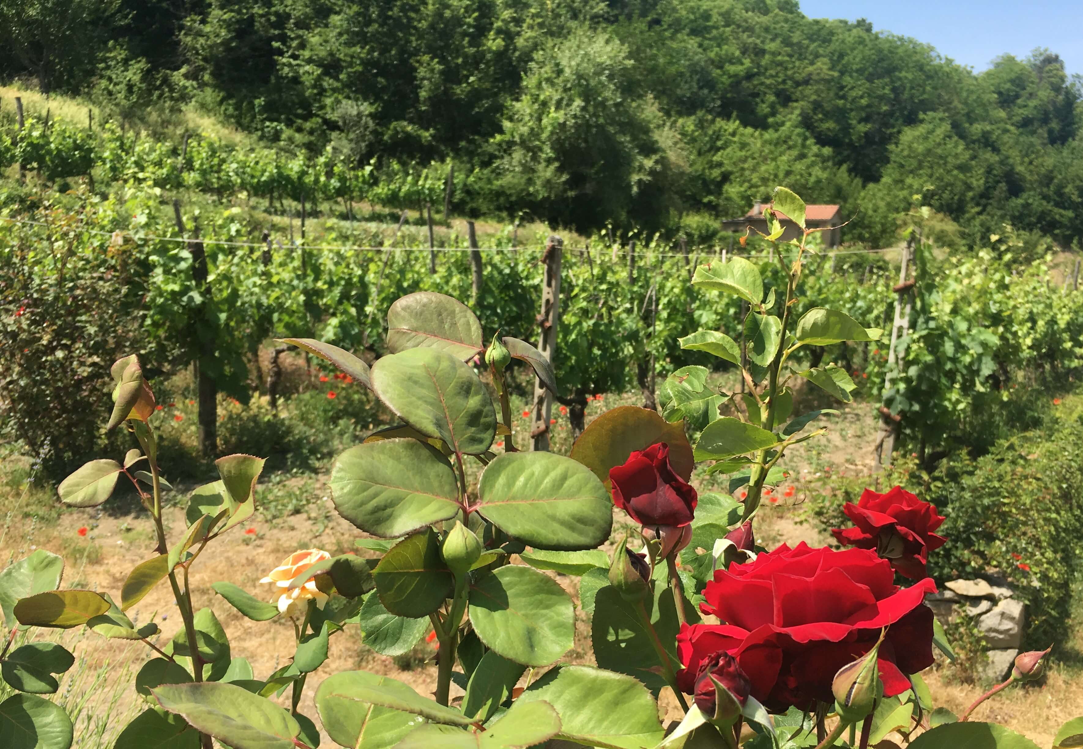 Har du lurt på hvorfor det er roser på vingården? De er nyttige for druer og vin. Klikk deg inn for å lese hvorfor de hjelper til å lage god vin. 