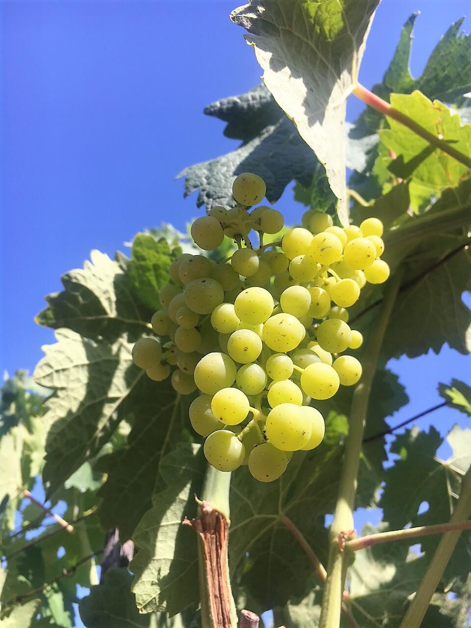 Blomster har blitt til druer. Struttende drueklaser pynter opp vingården vår i Acquapendente i Italia i juli. De gir glede og forventning om en ny vinhøst.