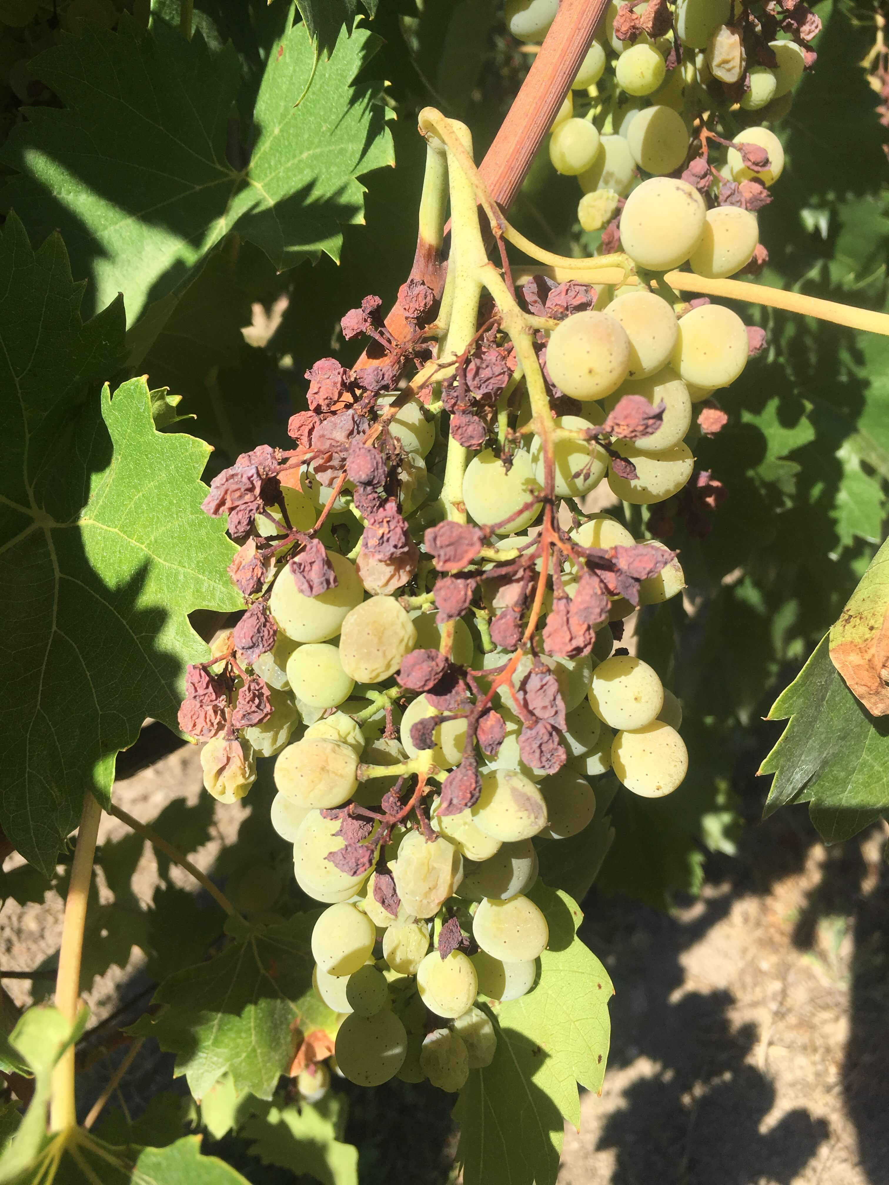 Ekstrem hete, varme og hagl i Italia gir nedgang i druer og vin for 2017. Men lite druer kan kanskje gi god vin? 
