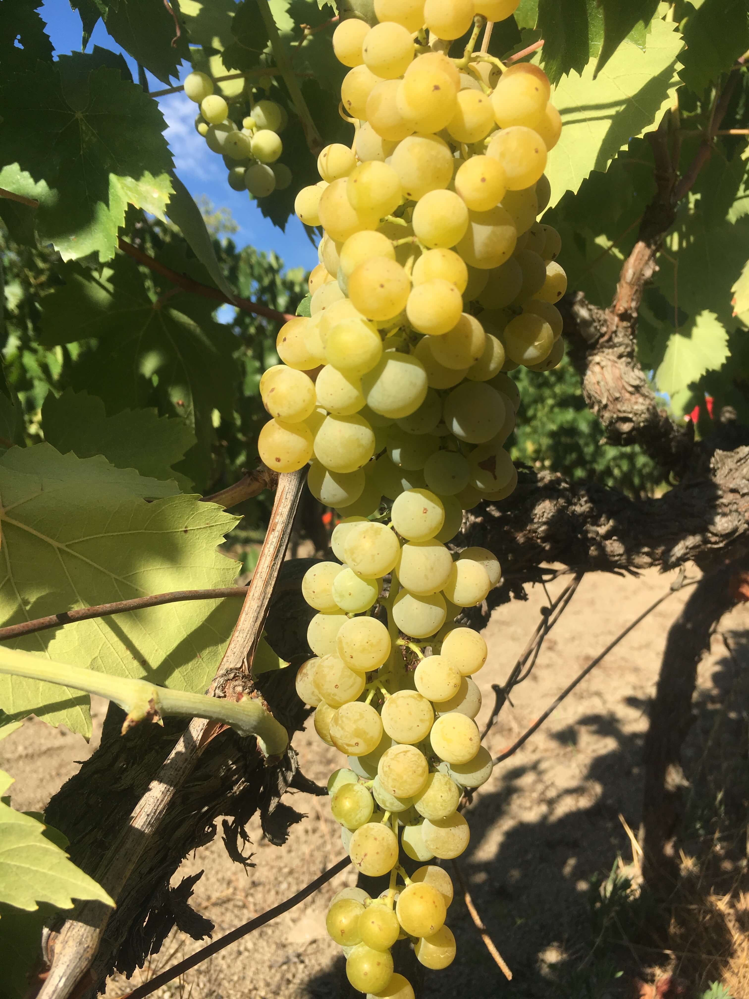The extreme heat and dry climate this year may give Italian wine producers a reduction in grapes and wine this year. But perhaps it may lead to better wine? 