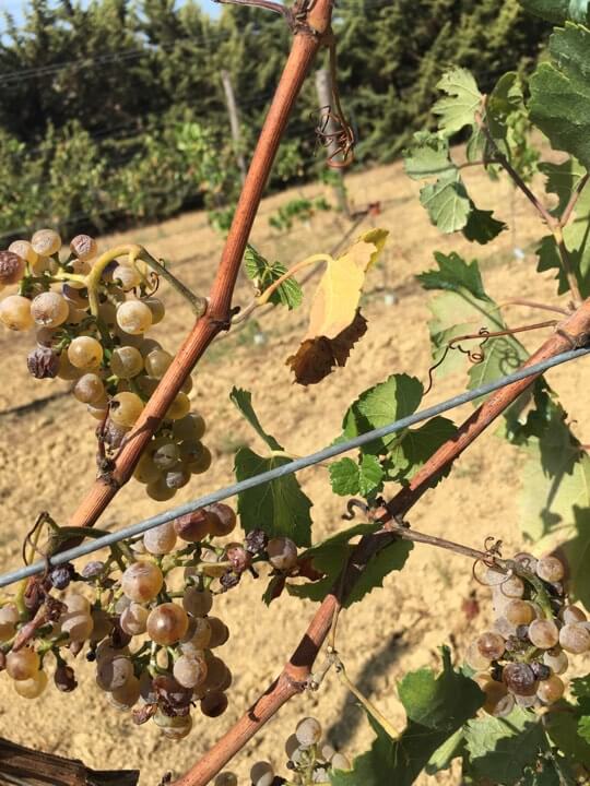 Ekstrem hete, varme og hagl i Italia gir nedgang i druer og vin for 2017. Men lite druer kan kanskje gi god vin? 