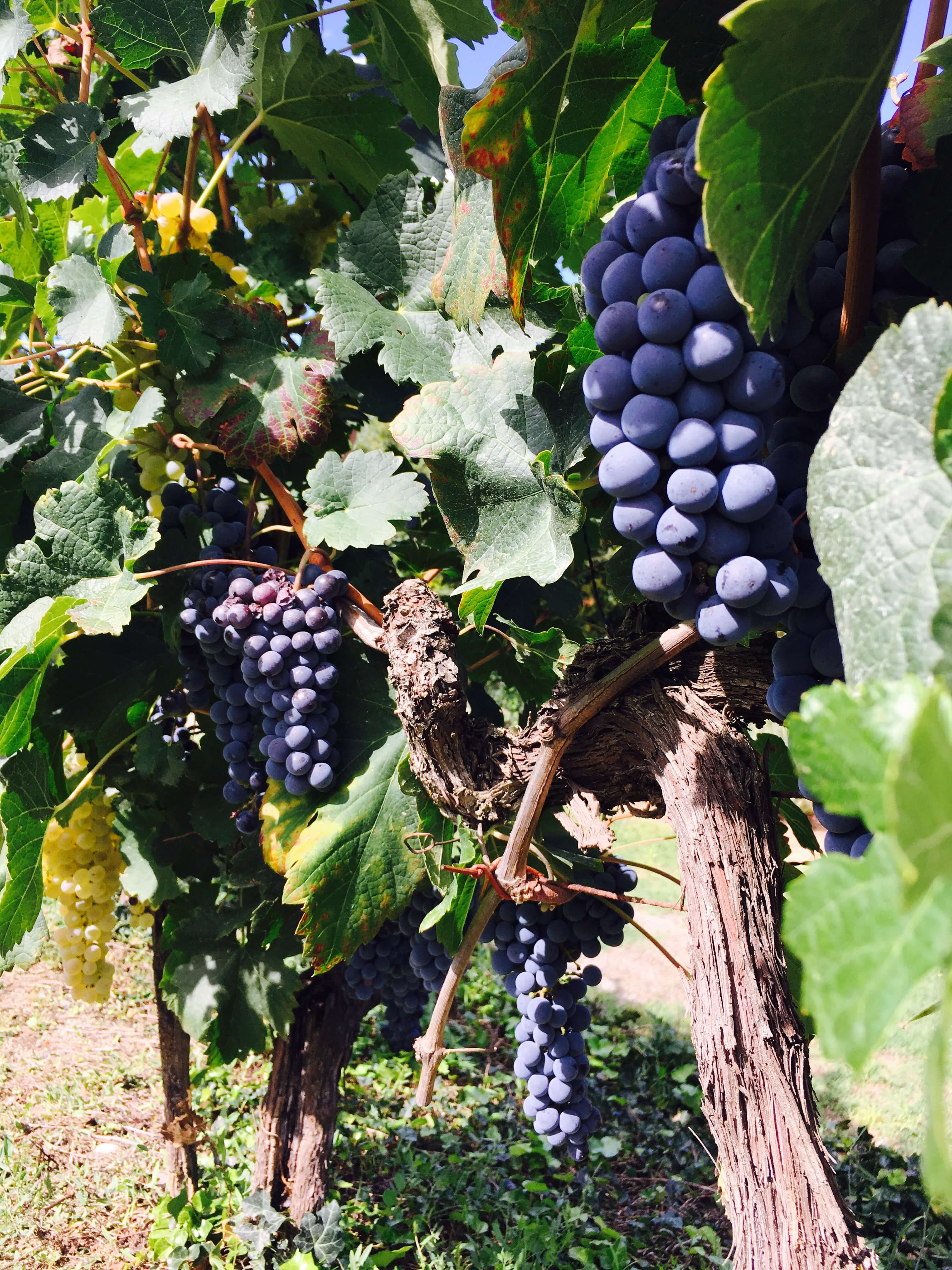 Da er jeg endelig på vei til å høste druer og lage vin på vingården vår i Italia. Jeg er fryktelig spent på hvordan druene er og hvor mye vin det blir. 