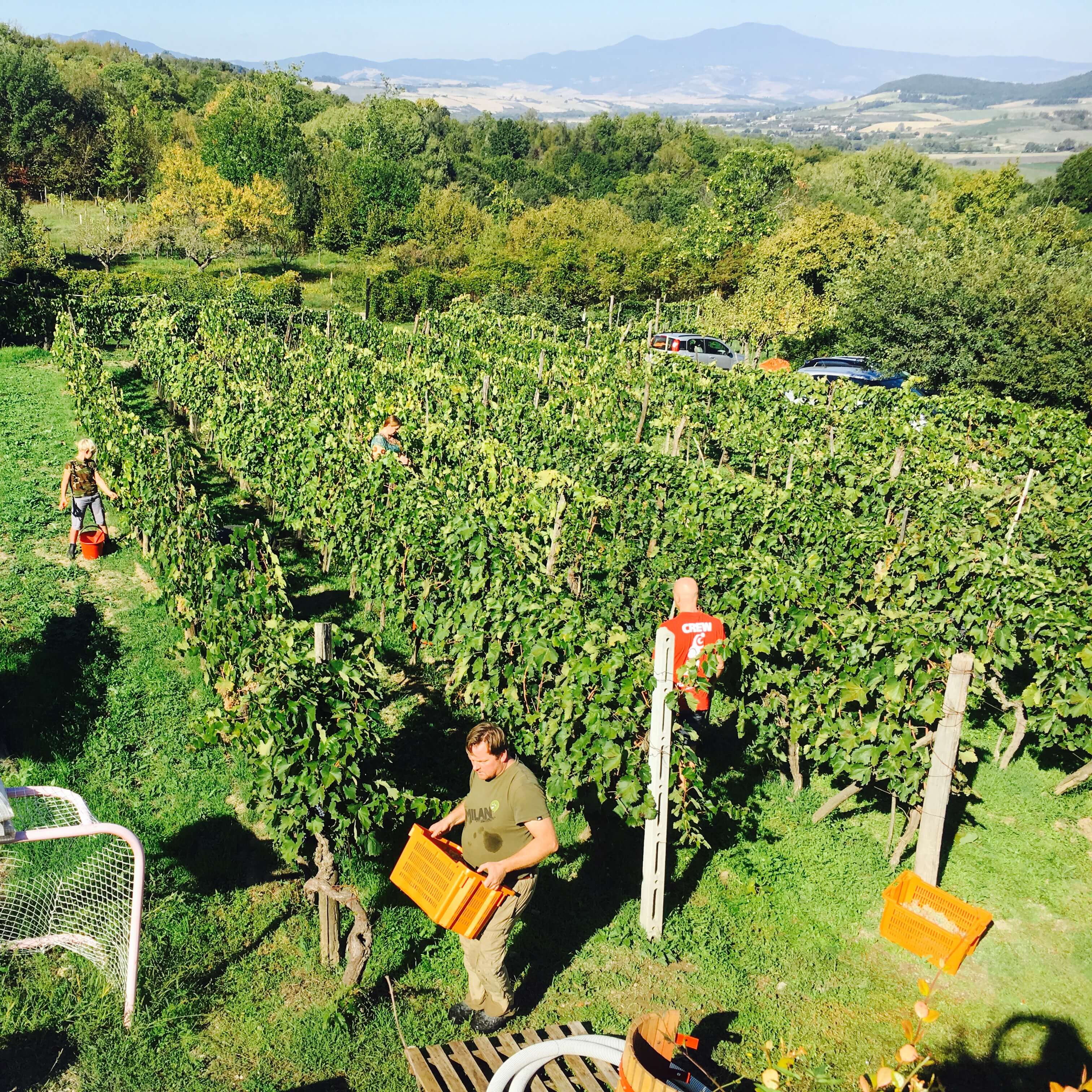 Det ble innhøsting av druer også i år på vingården i Acquapendente i Italia. Aldri har det vært så lite, men kanskje blir det tidenes beste vin?