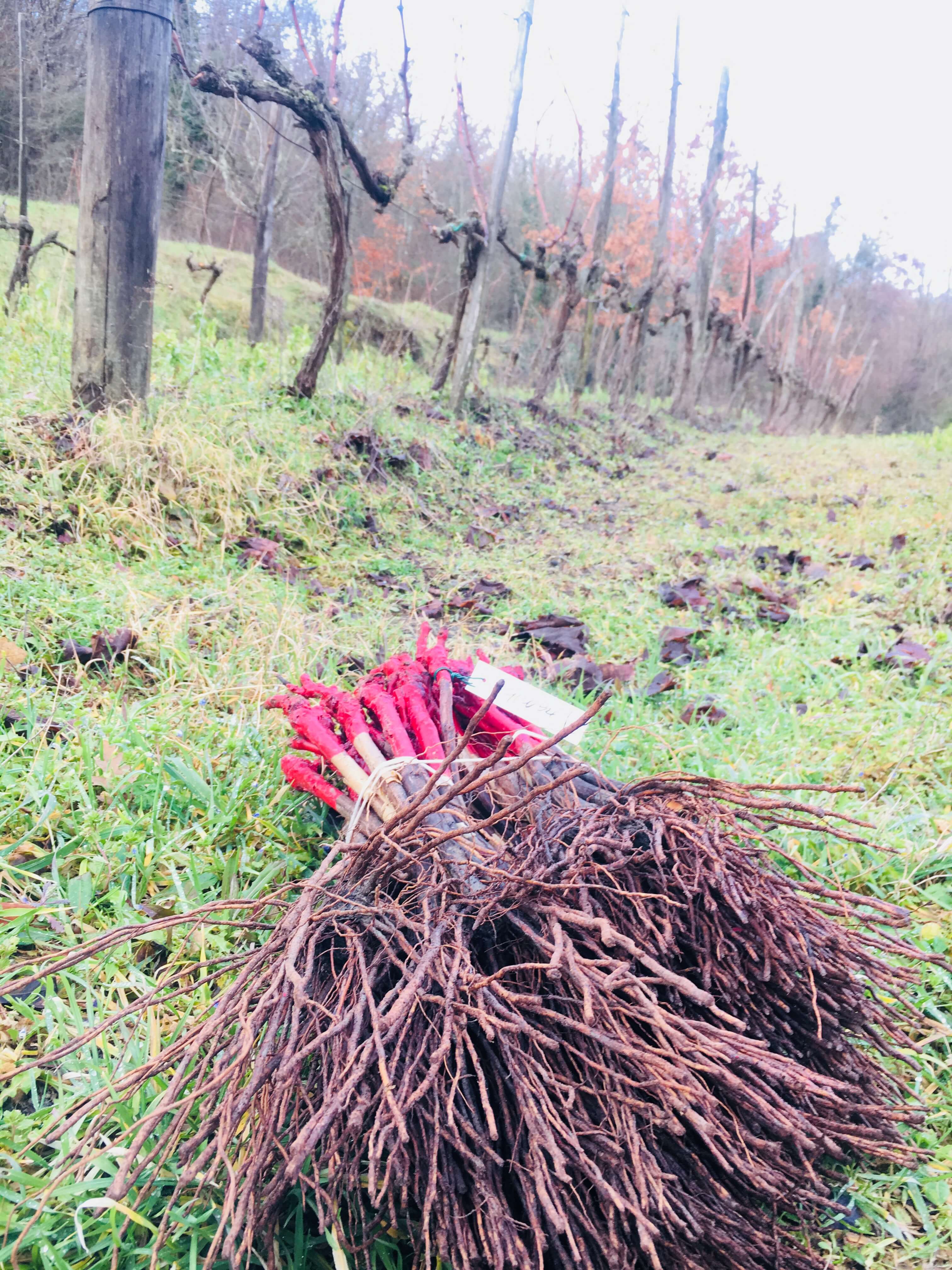 Ett nytt vinår er i gang på vingården i Acquapendente i Italia. Vinstokkene er beskjært, og nye Sangiovese-planter er innkjøpt. 2018-årgangen og vingården er offisielt åpnet. De første vårtegnene er her. Nå håper vi sola varmer og sevja stiger. 