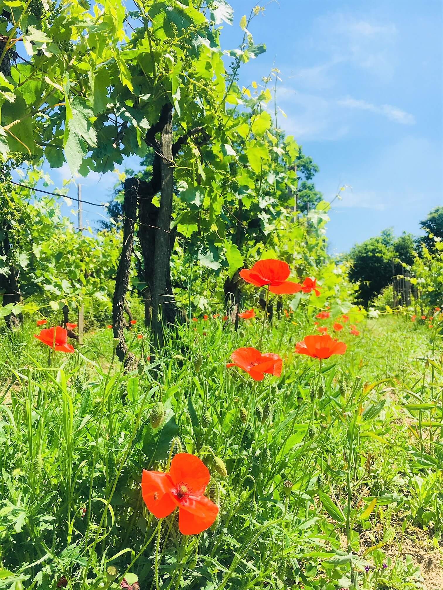 Det har regnet mye og ofte her på vingården i Italia de siste ukene. I år ser det ut at det er for mye vann for druene og vinstokkene - i kontrast til fjorårets sesong som var alt for tørr og varm. Det er bare å sette i gang med tiltak mot råte, sopp og sykdommer.