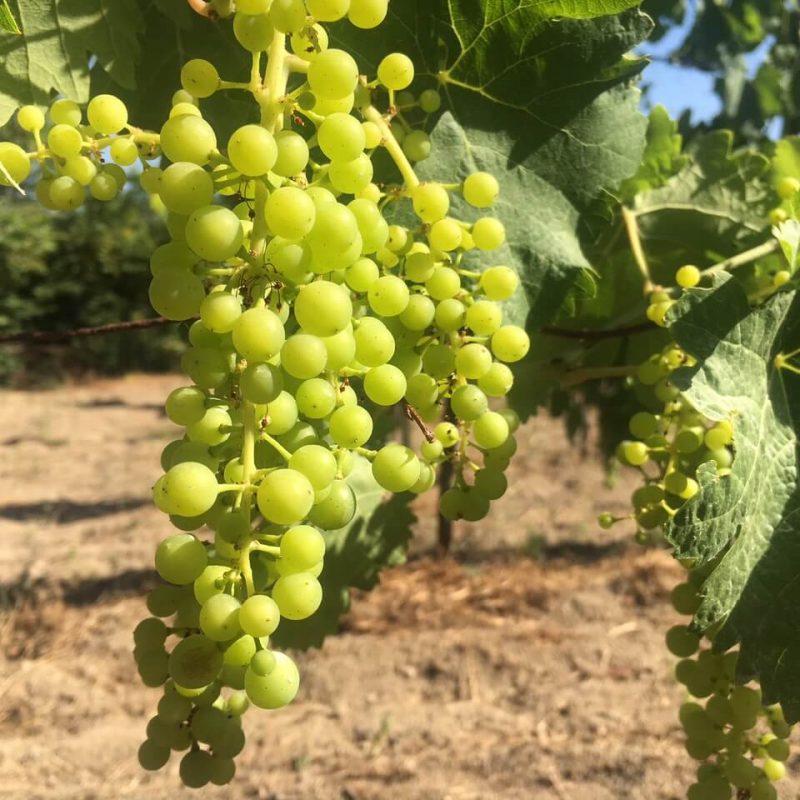 Blomster har blitt til druer. Struttende drueklaser pynter opp vingården vår i Acquapendente i Italia i juli. De gir glede og forventning om en ny vinhøst.