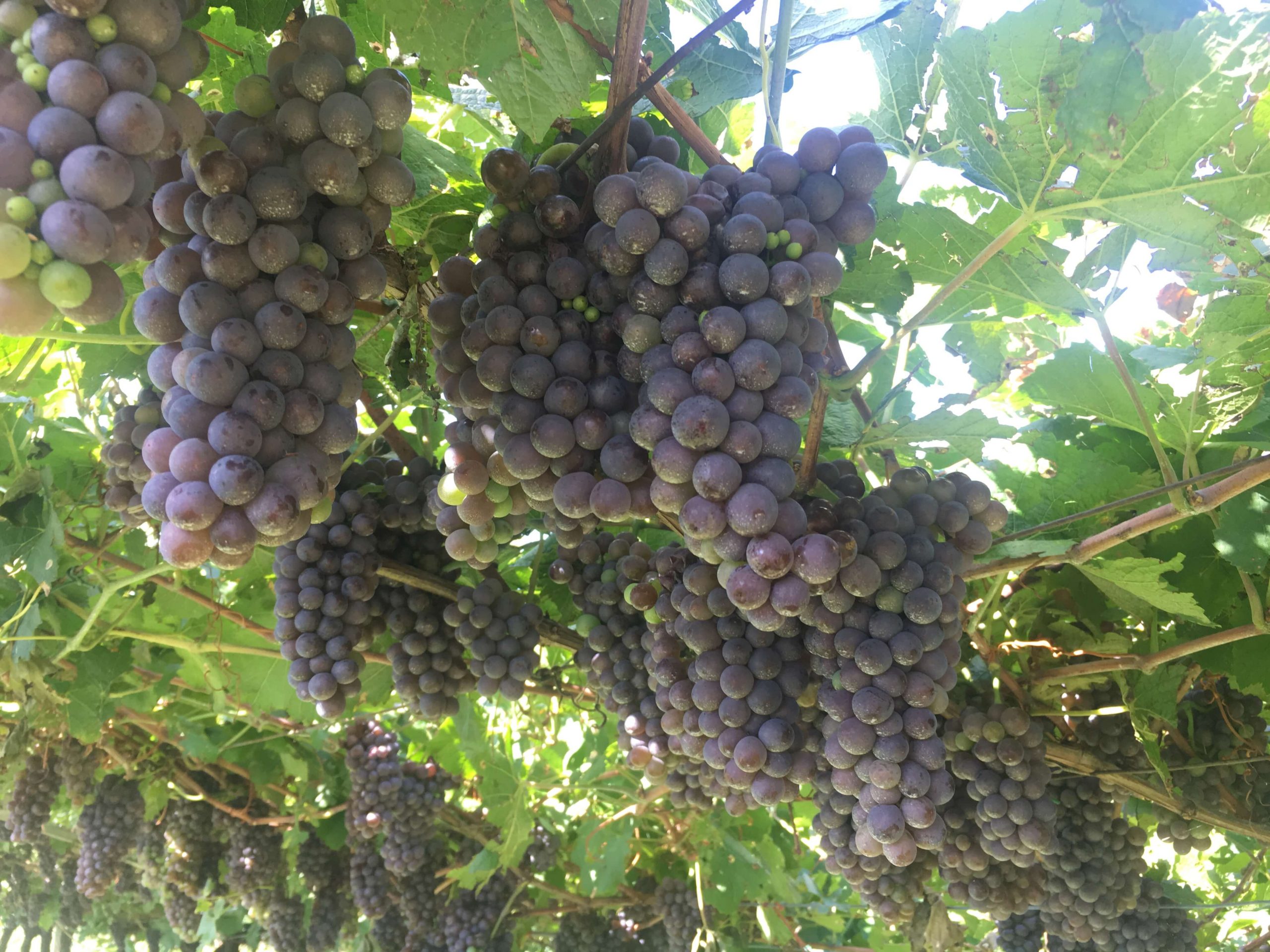 Nedgang i druer og vin – ekstrem tørke og hete i Italia