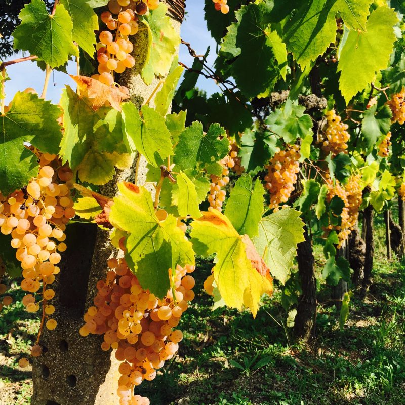 For en glede å komme til vingården vår i Italia. Druene er så fine og jeg forbereder innhøsting av druer. I morgen skal årets druer høstes og bli til vin.