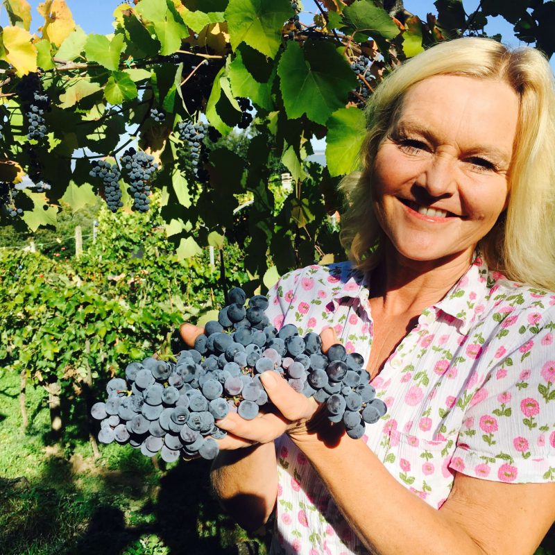 Det ble innhøsting av druer også i år på vingården i Acquapendente i Italia. Aldri har det vært så lite, men kanskje blir det tidenes beste vin?
