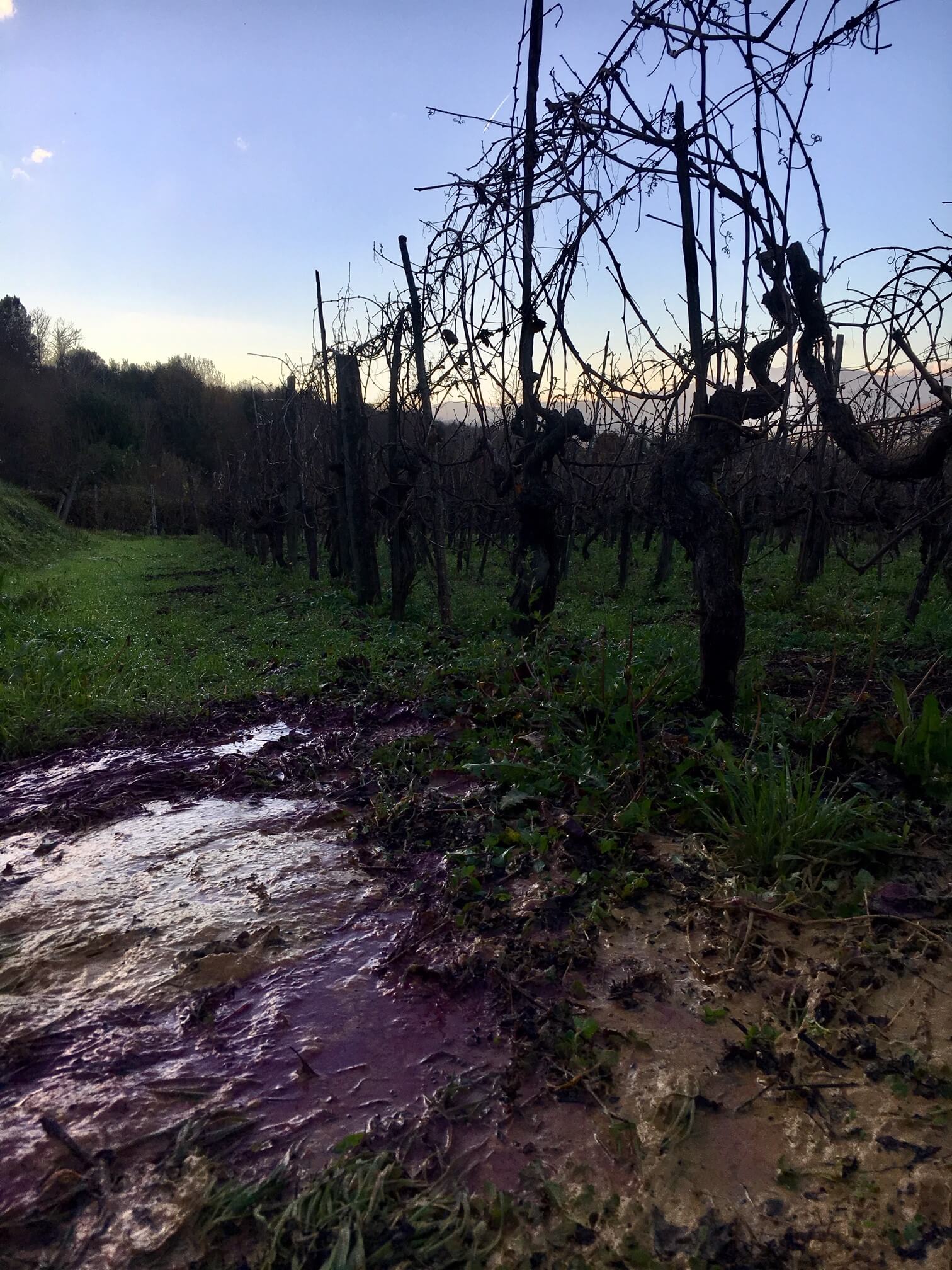 Det er årets siste arbeid med den nye vinen. Den trenger en siste hånd før vinteren setter inn. Vinen skal pumpes over fra en tank til en annen, og den kan prøvesmakes. I den lave desembersola dukker det opp farger og liv på vingården i Italia. 