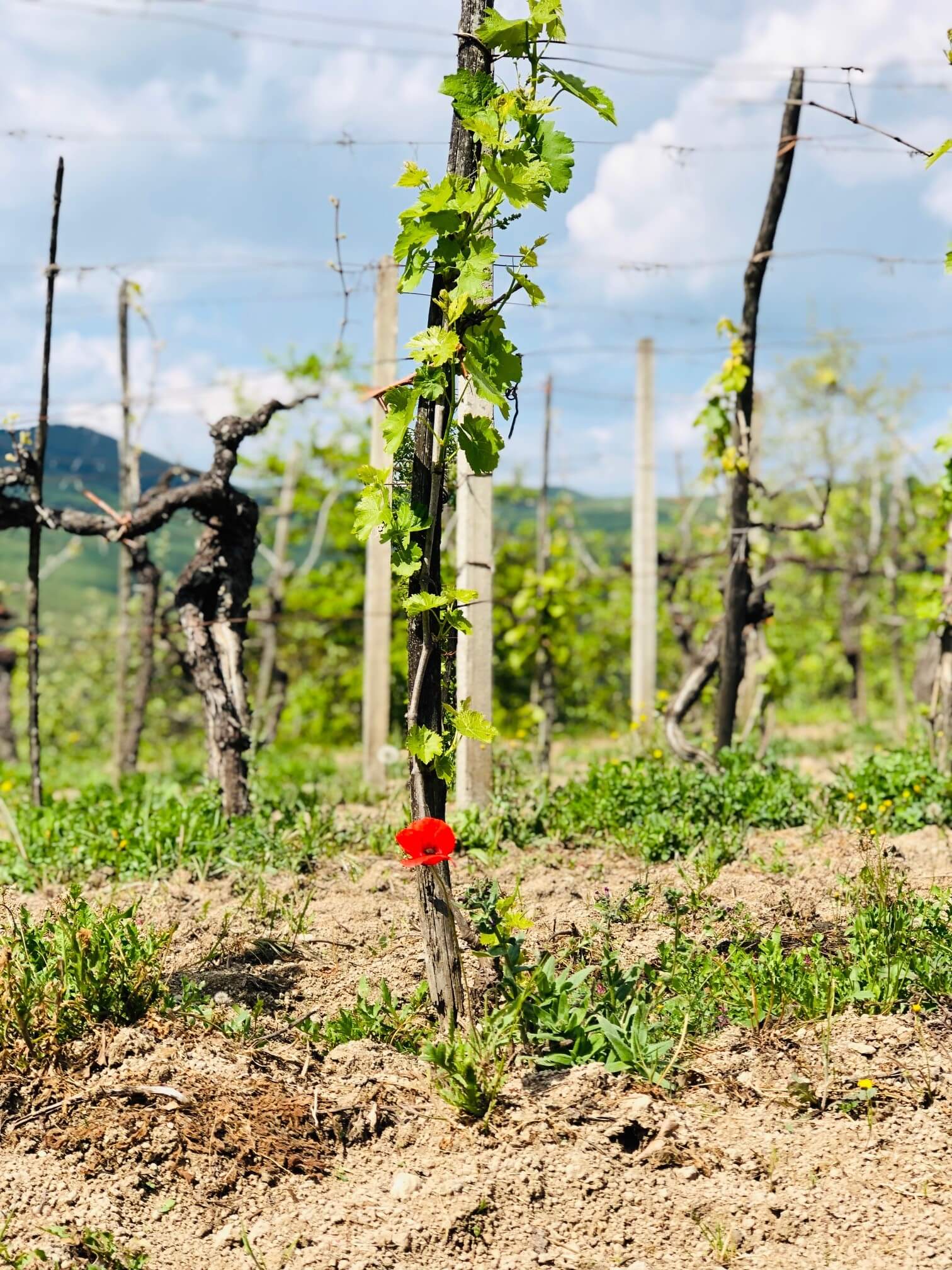Det er tid for det slippet som fokuserer på lyse og lette viner tilpasset vår og sommer. I maislippet på Vinmonopolet er det mye lovende og godt. Vinene lanseres 3. mai.