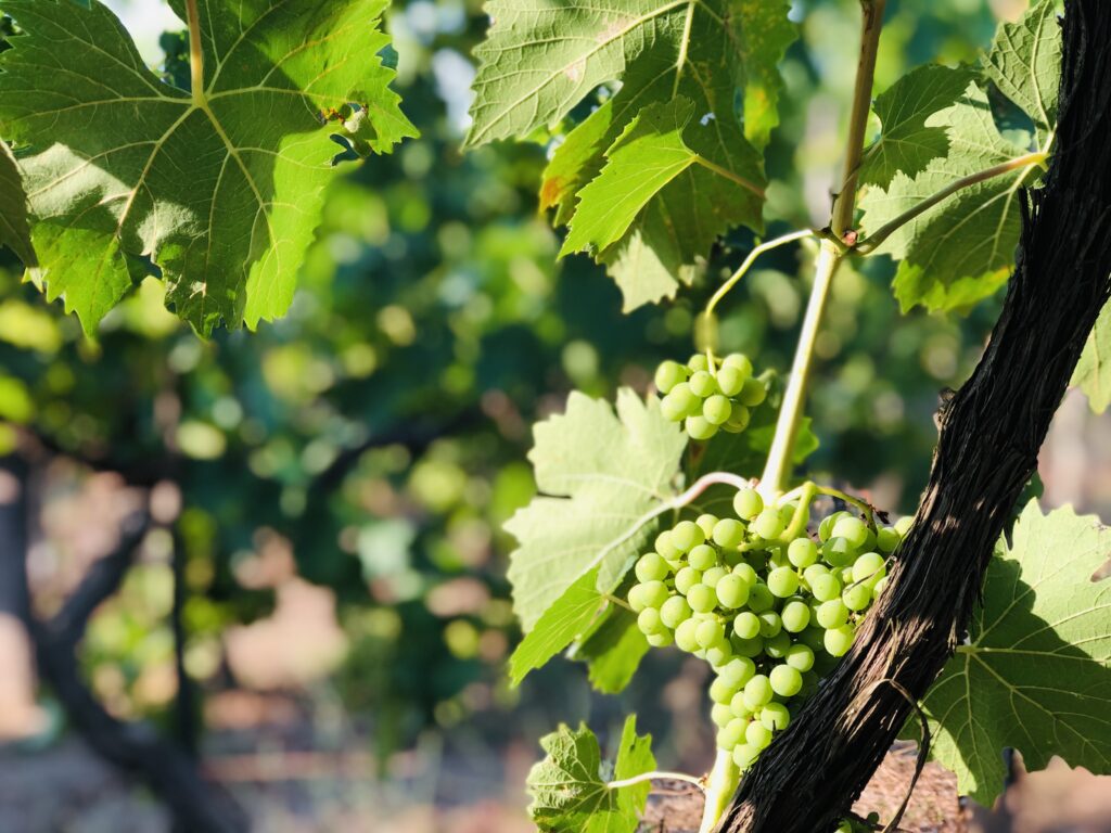 Det er en etterlengtet sommerferie på vingården i Italia. Her er en liten rapport, samt forslag til noen italienske rødviner.