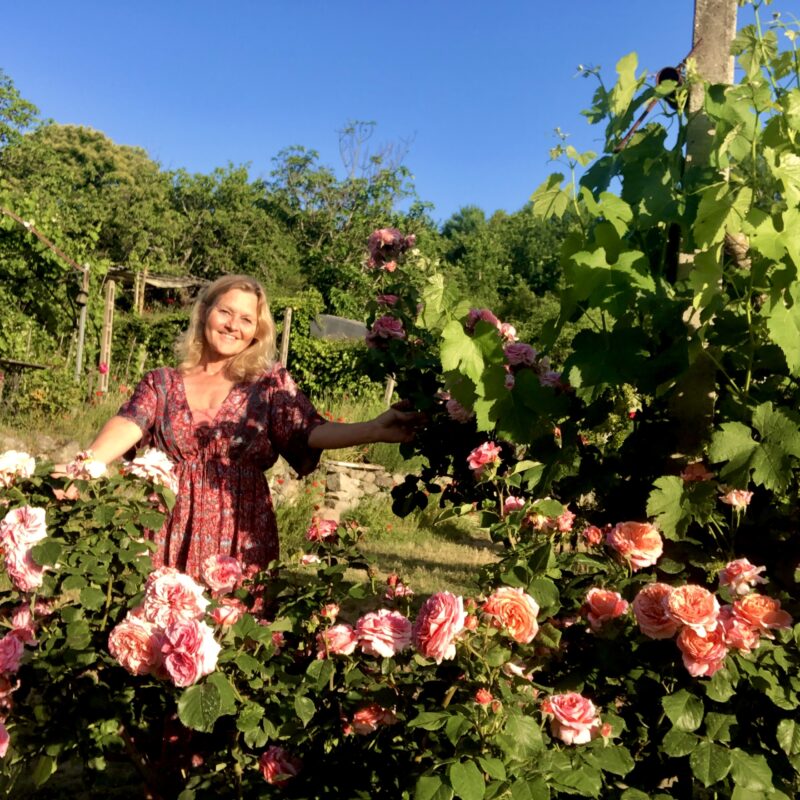 Det er en duft av roser over hele vingården nå. Vakre, velduftende og de har en funksjon, samt aroma som kan kjennes i noen viner.