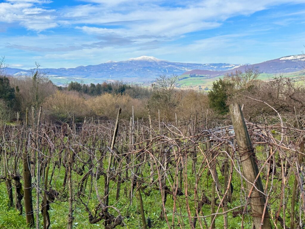 Et hvitt og etterlengtet teppe har lagt seg over vingården. Vinter i vinmarken er viktig, men det er en sesong som blir stadig mildere.