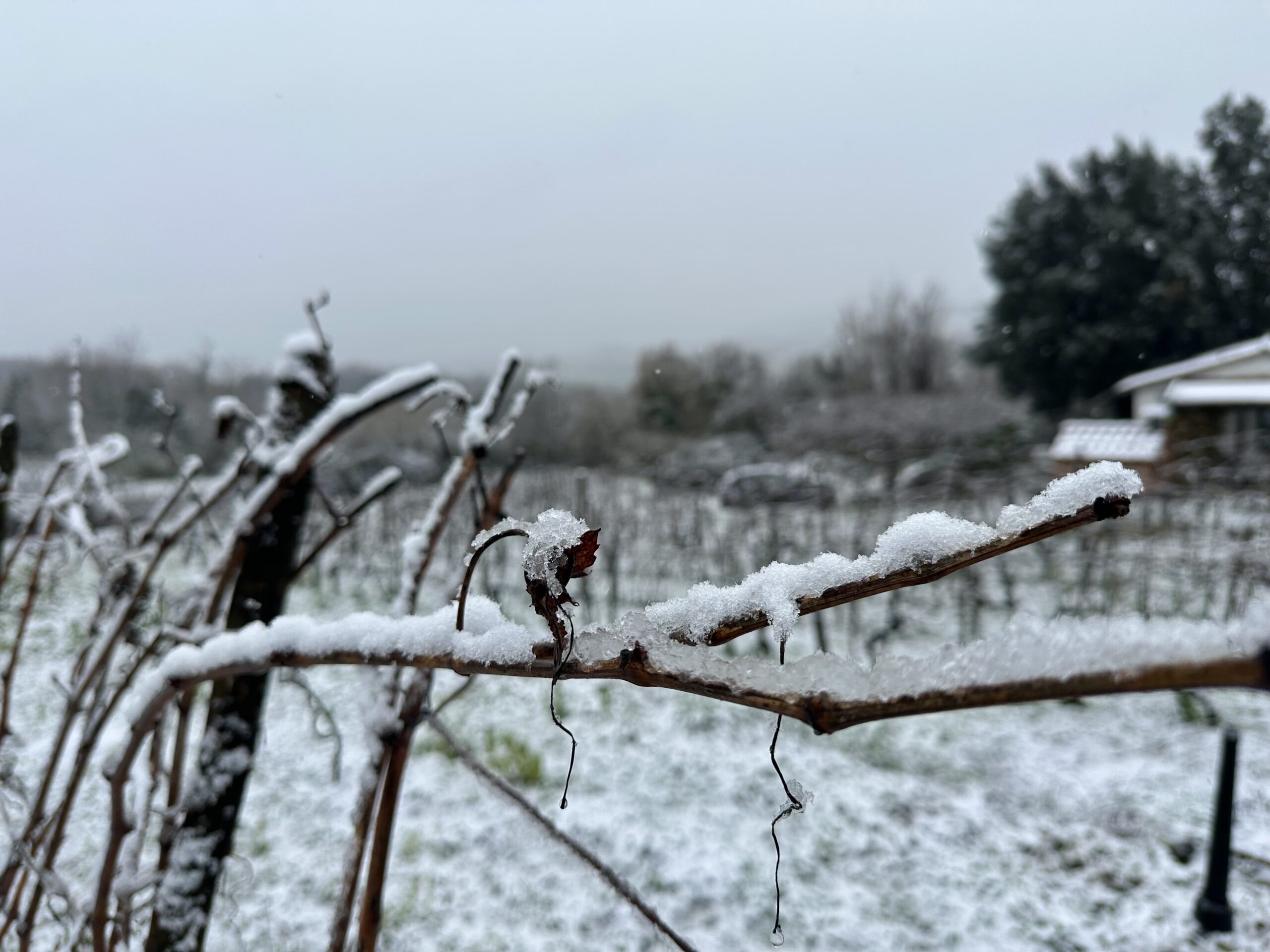 Hurra for snø og vinter i vinmarken