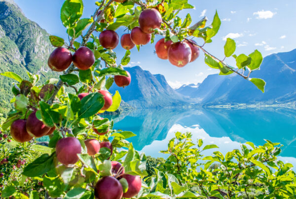 Hva med å bytte ut sprudlevinen med norske bobler? Utvalget er stort og du har så mye godt å velge i. Her er omtale av seks norske sidere.